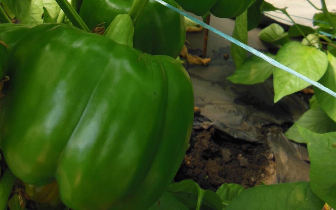 Implantation de plantes trappes/réservoirs et introduction de la punaise Orius contre la punaise terne en serre de poivron.