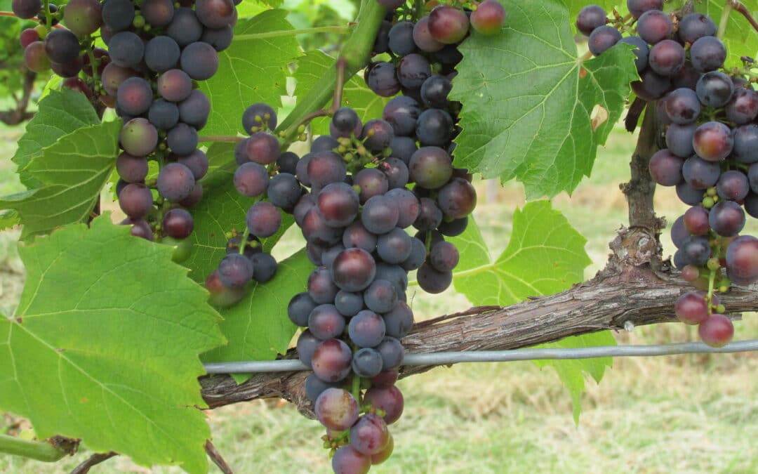 Évaluation de la compatibilité des biofongicides dans l&rsquo;élaboration d&rsquo;une stratégie de lutte contre les principales maladies en vignoble.
