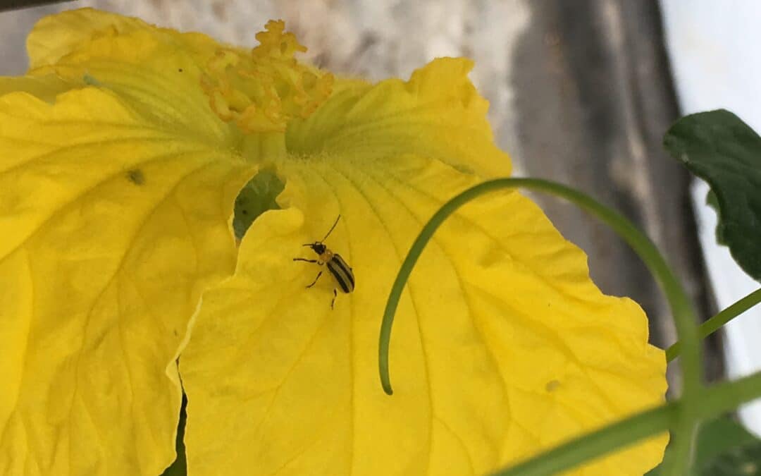 Essais de biopesticides et de pesticides à faible risque contre la chrysomèle rayée du concombre en serres maraîchères