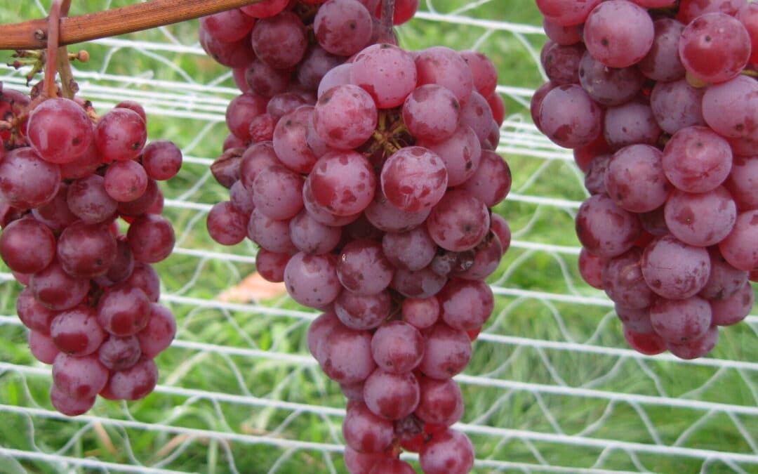 Guide de production de raisin de table au Québec