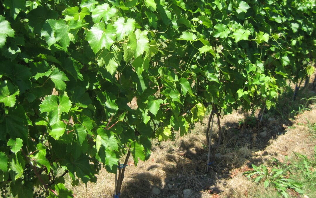Évaluation de stratégies de lutte intégrée contre les mauvaises herbes en vignoble.