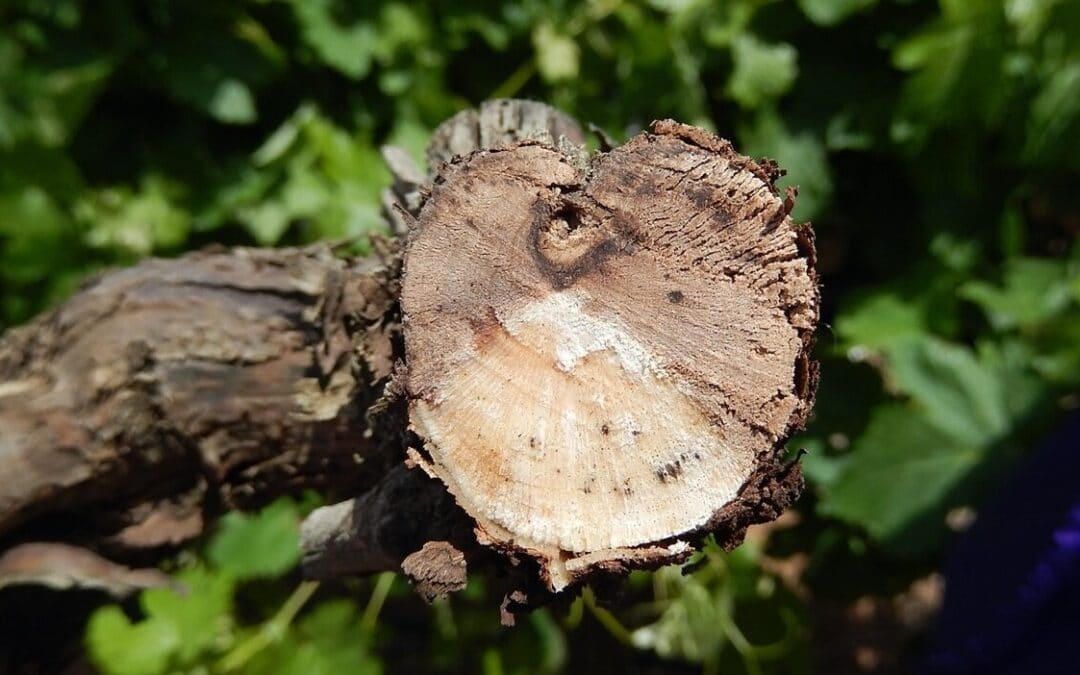 Étude de l&rsquo;étiologie et de l&rsquo;épidémiologie des pathogènes causant les maladies du bois de la vigne en vignoble dans les conditions climatiques du Québec.