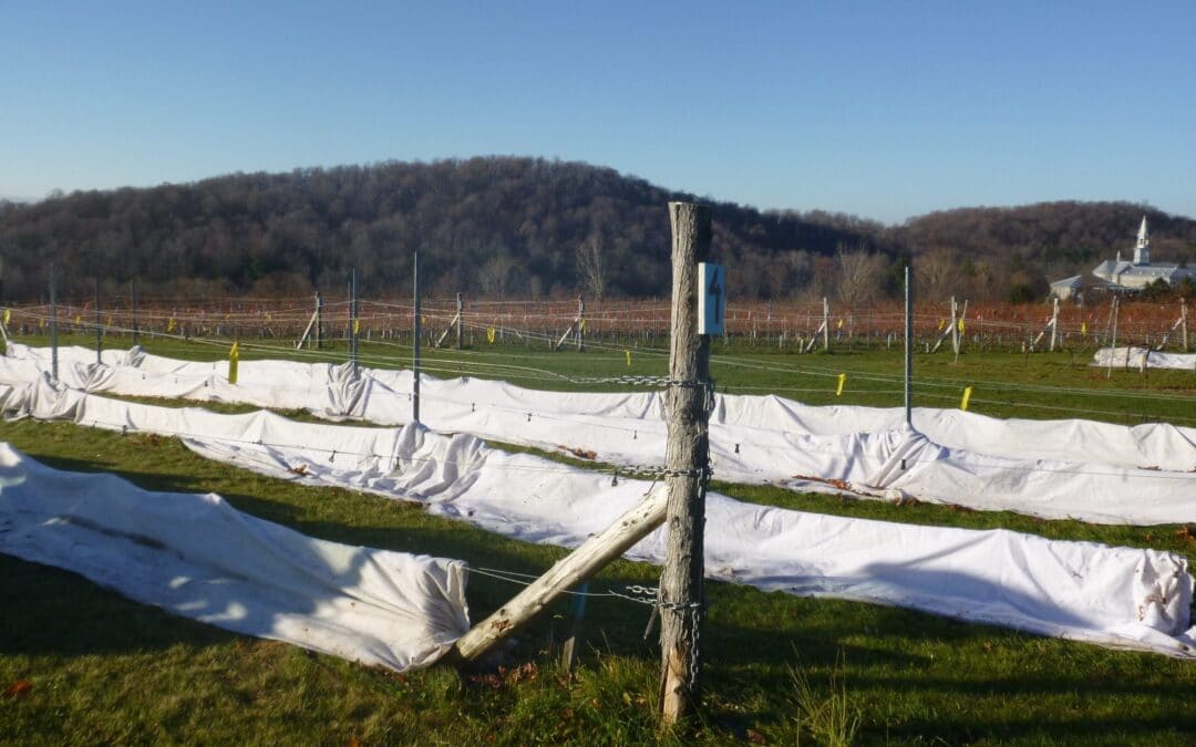 Acquisition de nouvelles connaissances et optimisation de l&rsquo;utilisation des toiles géotextiles comme protection hivernales des vignes au Québec