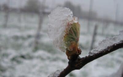 Adaptation aux changements climatiques: comprendre les processus de résistance au froid de la vigne.